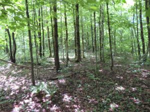 7.89 ACRES SNOWMOBILE & ATV ENTHUSIAST DREAM COME TRUE <br>SOLD!<br>7.89 Acres<br>Lewis, NY<br>$24,900.00<br>