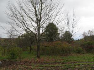 SOUTHERN TIER PROPERTY
4.7 ACRES WILLET, CORTLAND COUNTY, NY<br> NEW!<br>4.70 Acres<br>WILLET, NY<br>$19,900.00<br>