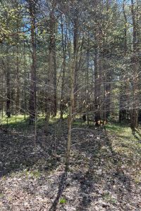 3 ACRES WATSON, LEWIS COUNTY, NY
WALK TO THE BEAUTIFUL INDEPENDENCE RIVER<br>SOLD!<br>3.00 Acres<br>WATSON, NY<br>$29,900.00<br>