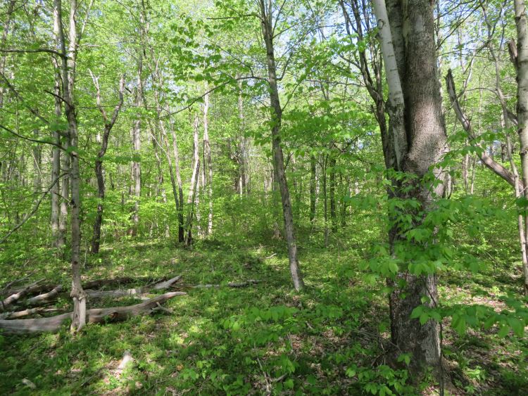 BREATHTAKING ADIRONDACK RIVER FRONTAGE14.10 ACRES EDWARDS, ST LAWRENCE ...