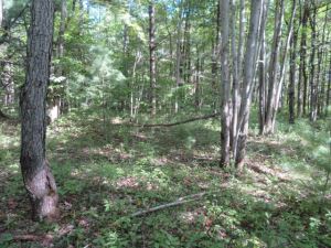 30.8 ACRES WILNA, JEFFERSON COUNTY, NY<br>SOLD!<br>30.80 Acres<br>Wilna, NY<br>$31,900.00<br>