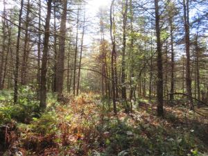 “PERFECT ADIRONDACK HOMESITE OR CABIN IN THE WOODS”
7.7 ACRES DIANA AND WILNA, LEWIS AND JEFFERSON COUNTY<br> NEW!<br>7.70 Acres<br>Diana, NY<br>$29,900.00<br>