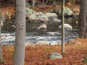 UNBELIEVABLE ADIRONDACK WATERFRONT
15.6 ACRES SALISBURY, HERKIMER COUNTY, NY<br>SOLD!<br>15.60 Acres<br>Salisbury, NY<br>$149,900.00<br>